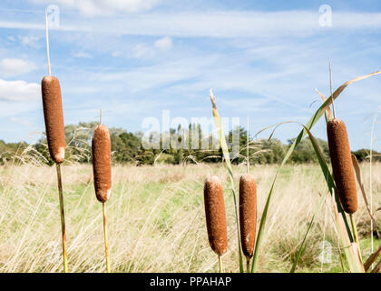 Bulrushes in late Summer. The Common Bulrush (Typha latifolia) also known as Broadleaf Cattail and Great Reedmace, Nottinghamshire, England, UK Stock Photo