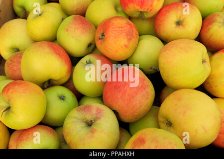 Apple 'James Grieve', farm shop display, apples, malus domestica, fruit, edible Stock Photo