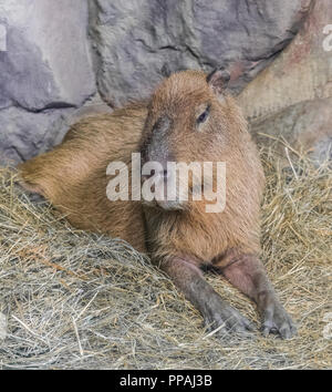 Capybara portrait (Hydrochoerus hydrochaeris) Stock Photo