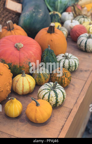 Different varieties of squashes and pumpkins on wooden background, Thanksgiving background concept Stock Photo
