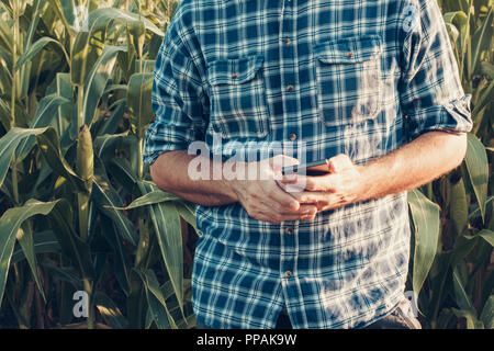 Farmer using smartphone in corn field, concept of smart farming includes modern technology and software implementation Stock Photo