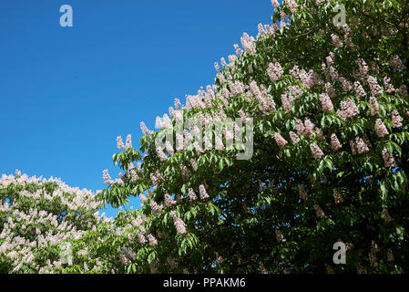 Aesculus indica blossom Stock Photo