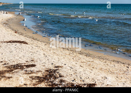 flock of white gulls stands on the sandy shore of the Black Sea on a summer day, the village of Iron Port, Ukraine Stock Photo