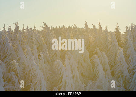 Snow covered conifers in morning backlight, Schauinsland, Black Forest, Freiburg im Breisgau, Baden Wurttemberg, Germany Stock Photo