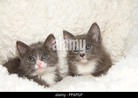 Two adorable fluffy grey and white kittens laying in a sheepskin bed looking up and to viewers left quizzically. Copy space Stock Photo