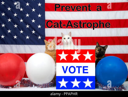 3 unique diverse cats sitting behind an election ballot box with VOTE on the front, red white blue balloons and American Flag in the background. Preve Stock Photo