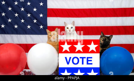 3 unique diverse cats sitting behind an election ballot box with VOTE on the front, red white blue balloons and American Flag in the background. panor Stock Photo