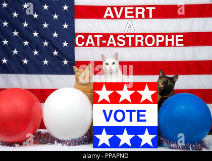 3 unique diverse cats sitting behind an election ballot box with VOTE on the front, red white blue balloons and American Flag in the background. AVERT Stock Photo