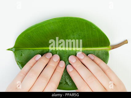 Spa manicure. female hands with beautiful nails on green leaves Stock Photo