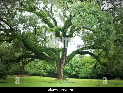 Old Oak Tree Stock Photo