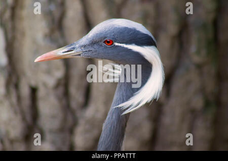 Demoiselle crane posing on wood background Stock Photo