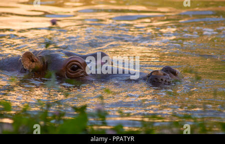 hippo immersed in water in a zoo park Stock Photo