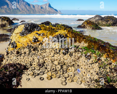 A stunning beach at Kogelberg on the Western Cape of South Africa. Rocks are covered in mussels and anemones on a sandy beach at low tide Stock Photo