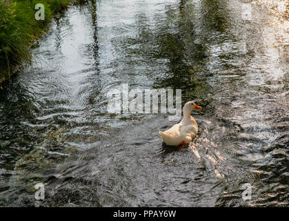 Swimming white duck in water. Stock Photo