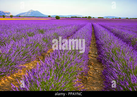 huge lavender fields to the horizon in the region around Valensole, Provence, France Stock Photo