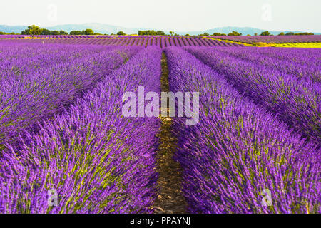 huge lavender fields to the horizon in the region around Valensole, Provence, France Stock Photo