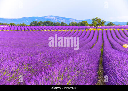 huge lavender fields to the horizon in the region around Valensole, Provence, France Stock Photo