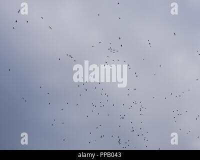 A lot of birds in the sky,space background,texture Stock Photo