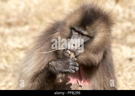 Female eating roots. Gelada baboon, old world monkey, Theropithecus gelada aka bleeding-heart monkey.Simiens National Park,Ethiopia Stock Photo