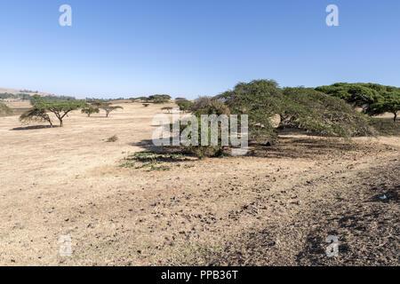 Acacia Tree near Gondar in bloom, Ethiopia Stock Photo