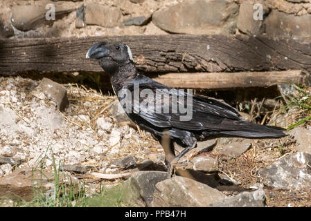 Thick-billed raven, Corvus crassirostris, Debre Birhan Selassie Church, Gonder, Ethiopia Stock Photo