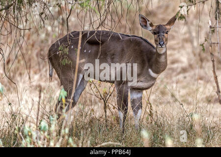 Female Mountain Nyala, Bale Mountains, Ethiopia Stock Photo