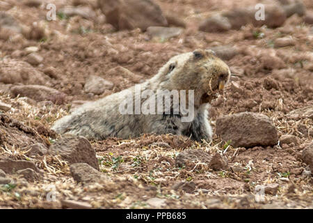 Giant Mole-Rat, aka big-headed African mole-rat,  giant root-rat, Ethiopian African mole-rat, Tachyoryctes macrocephalus, in burrow, Sanetti Plateau,  Stock Photo