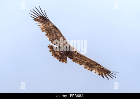 Golden Eagle, (Aquila chrysaetos), Sanetti Plateau, Bale Mountains, Ethiopia Stock Photo