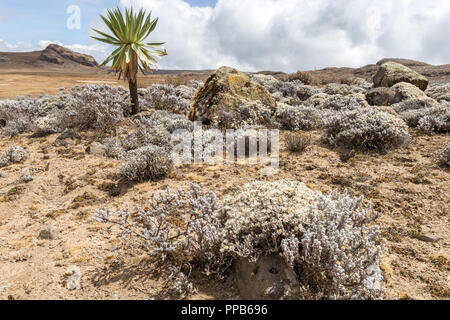 Giant Lobellia, Sanetti Plateau, Afroalpine and Subafroalpine zones, Bale Mountains, Ethiopia Stock Photo