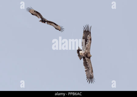 Golden Eagle, (Aquila chrysaetos), Sanetti Plateau, Bale Mountains, Ethiopia Stock Photo