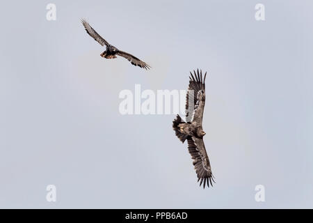 Golden Eagle, (Aquila chrysaetos), Sanetti Plateau, Bale Mountains, Ethiopia Stock Photo