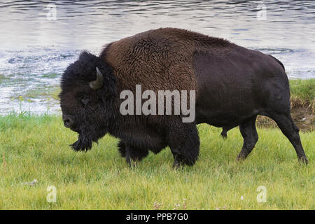 American buffalo (Bison bison) on the river bank, Yellowstone National Park Stock Photo