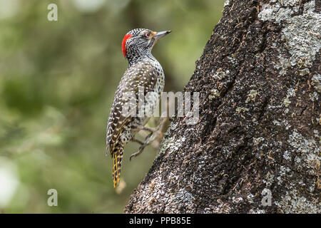 Female Nubian woodpecker, Campethera nubica, jumping, Volcanic Lake, Bishoftu aka Debre Zeit, Oromia region, Ethiopia,, Stock Photo