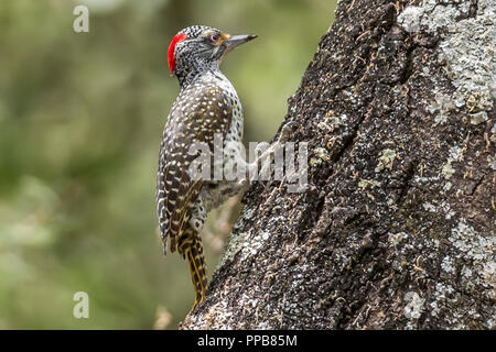 Female Nubian woodpecker, Campethera nubica, Volcanic Lake, Bishoftu aka Debre Zeit, Oromia region, Ethiopia,, Stock Photo