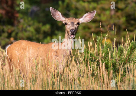 Mule deer (Odocoileus hemionus) Stock Photo