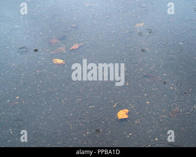rain drops and fallen leaves on surface of puddle in autumn rain Stock Photo