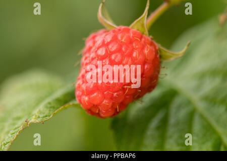 single raspberry hanging on a bush Stock Photo
