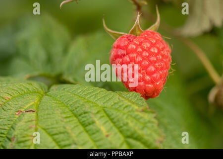 single raspberry hanging on a bush Stock Photo