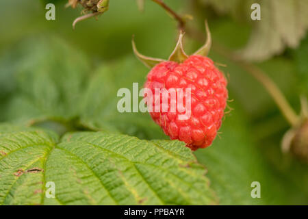 single raspberry hanging on a bush Stock Photo