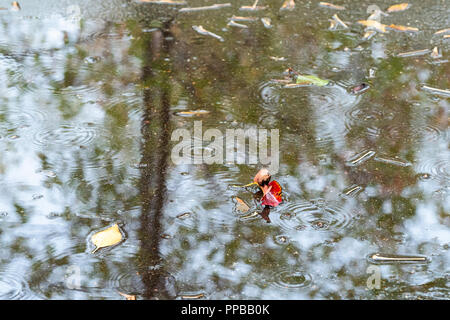 red and yellow leaves in puddle on asphalt road in autumn rain Stock Photo