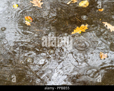raindrops and floating yellow leaves of oak tree in puddle on asphalt road in autumn rain Stock Photo