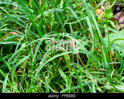 wet blades of green grass with raindrops on lawn in autumn rain close up Stock Photo