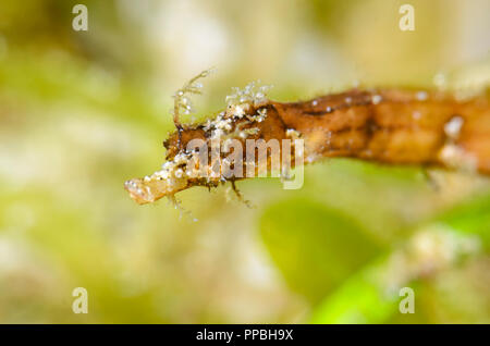 Shortpouch pygmy pipehorse, Acentronura tentaculata, Puerto Galera, Oriental Mindoro, Philippines, Pacific Stock Photo