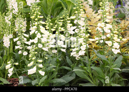 Digitalis 'Lucas White' flowers. Stock Photo