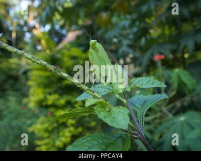 A Congo Green Mantis (Sphodromantis aurea) in vegetation at night in Bobiri Forest Reserve, Ghana, West Africa Stock Photo