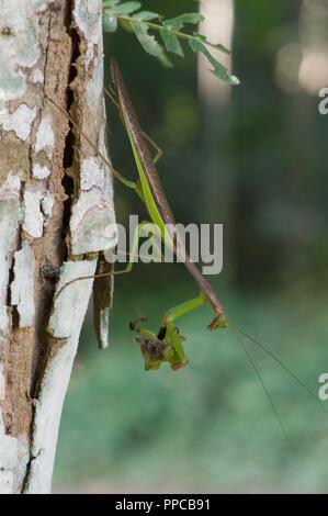 An adult male Madagascan Marbled Mantis (Polyspilota aeruginosa) eating a grasshopper in Bobiri Forest Reserve, Ghana, West Africa Stock Photo