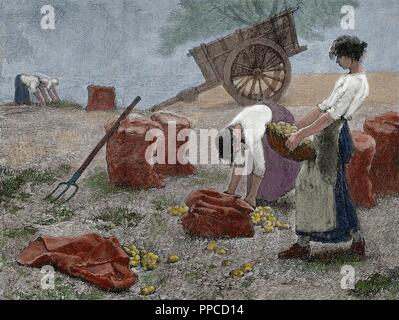History agriculture. Mowing. Engraving, 19th century. Stock Photo