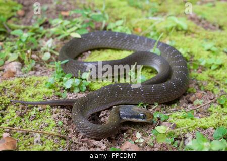 A White-lipped Herald Snake (Crotaphopeltis hotamboeia) coiled on mossy ground in Bobiri Forest Reserve, Ghana, West Africa Stock Photo