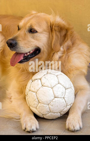 Golden retriever resting after a football game Stock Photo