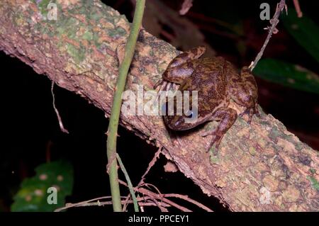 Green Bush Viper (Atheris chlorechis) coiled in tree, Atewa Range, Ghana -  SuperStock